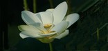 American Lotus Flower - Ed Wood